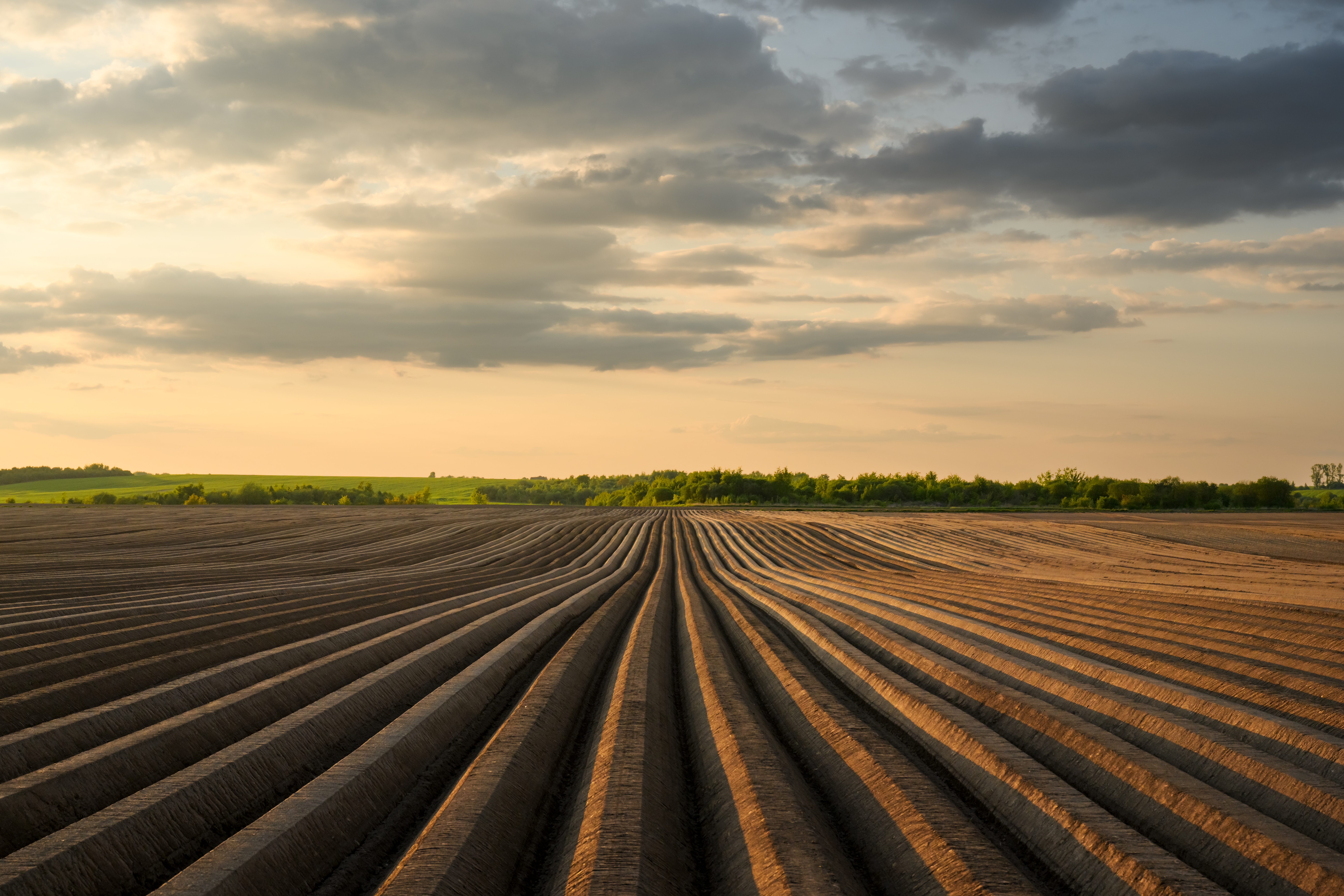 Kartoffelfeld Customized Foodservice