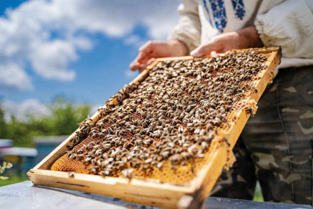 Bienenwaben Imker CF Foodservice