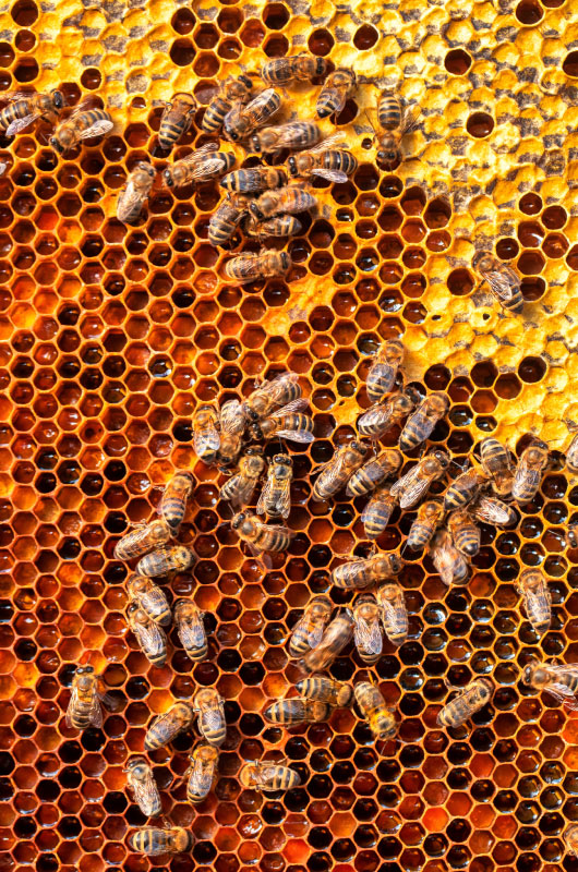 Bienenwaben Wachs CF Foodservice