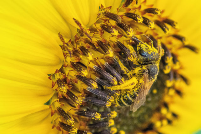 Pollen Bestäubung CF Foodservice