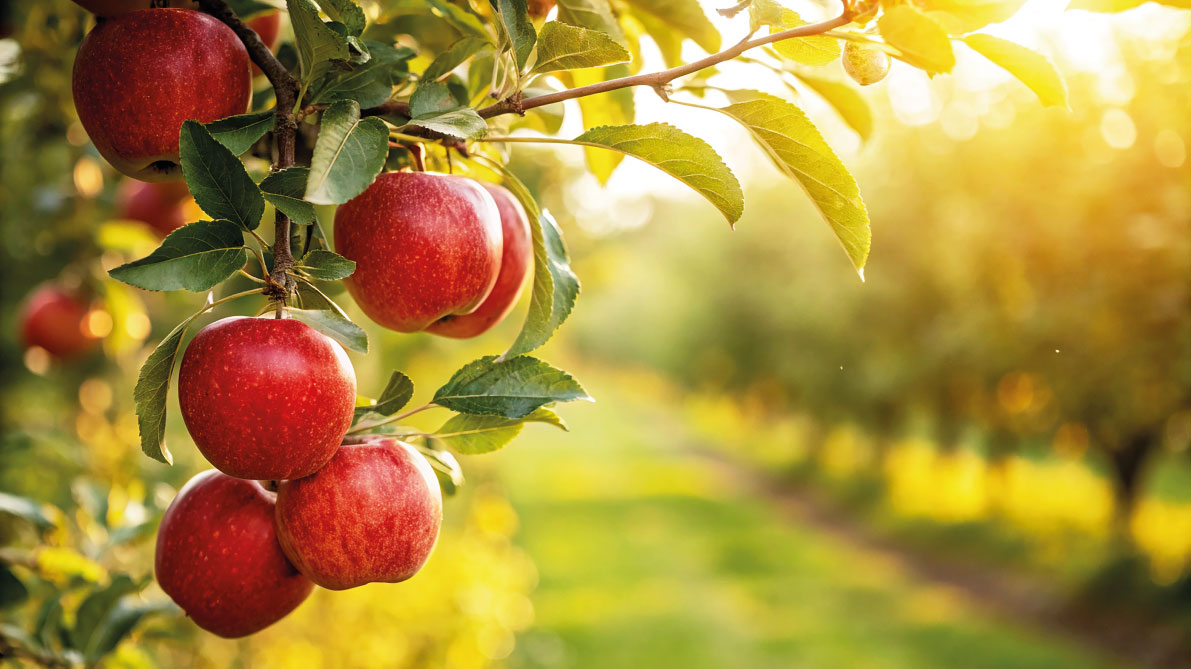 Apfel Plantage Customized Foodservice