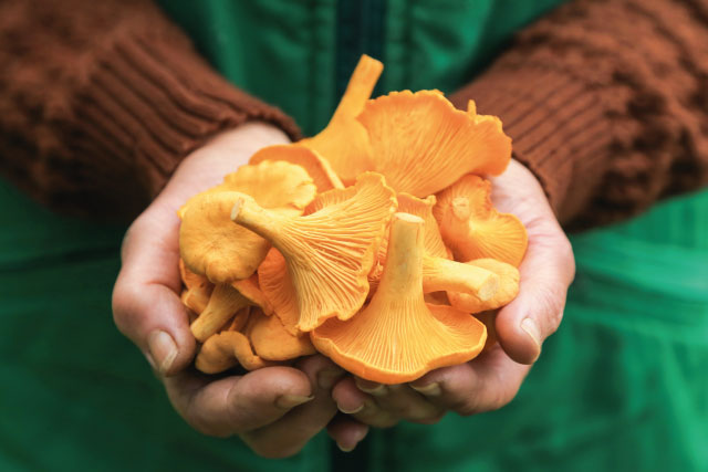 Pfifferlinge Customized Foodservice