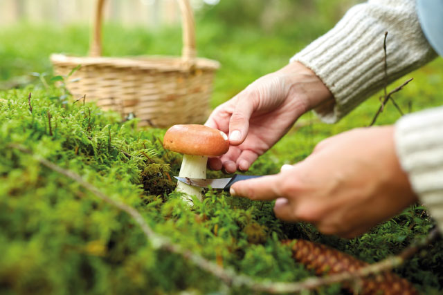 Pilze richtig sammeln Customized Foodservice