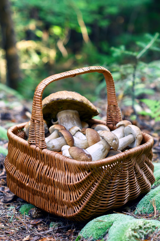 Steinpilze Customized Foodservice