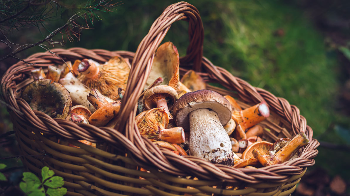 Waldpilze Customized Foodservice