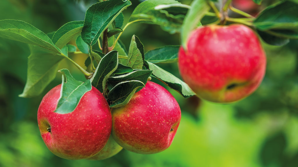 Apfel Customized Foodservice