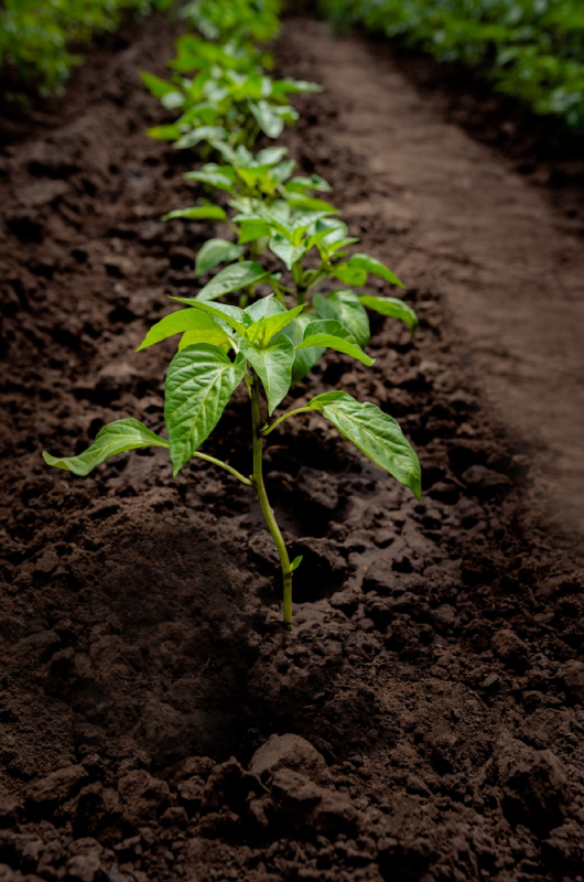Grüne Pflanze, die in fruchtbarer Erde wächst, symbolisiert Nachhaltigkeit und Wachstum – Bio-Lebensmittel CF – foodservice