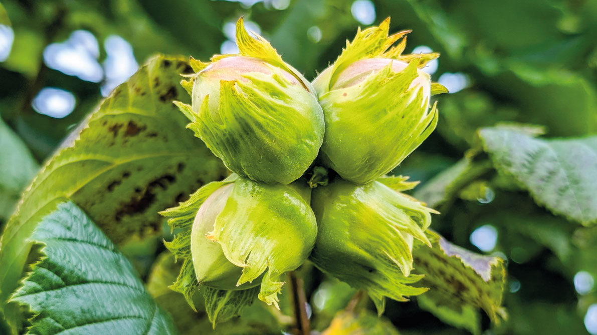 Tag der Nuss Customized Foodservice