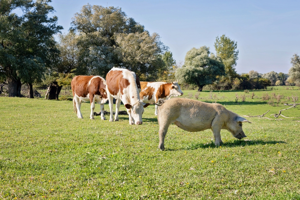 Tierhaltung und Natur – Bio-Lebensmittel CF–foodservice