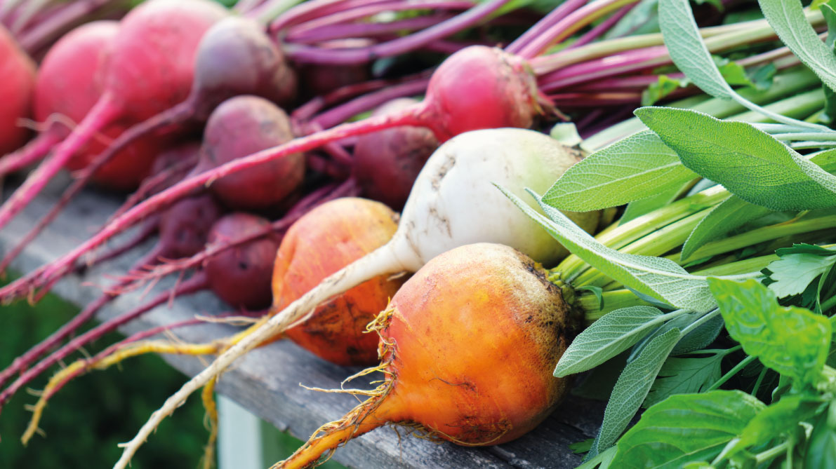 Wurzelgemüse Customized Foodservice