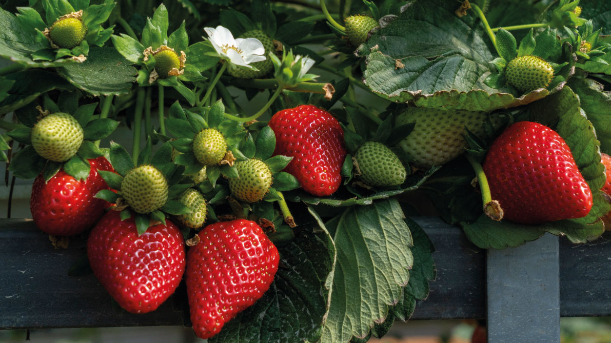 Erdbeeren Customized Foodservice